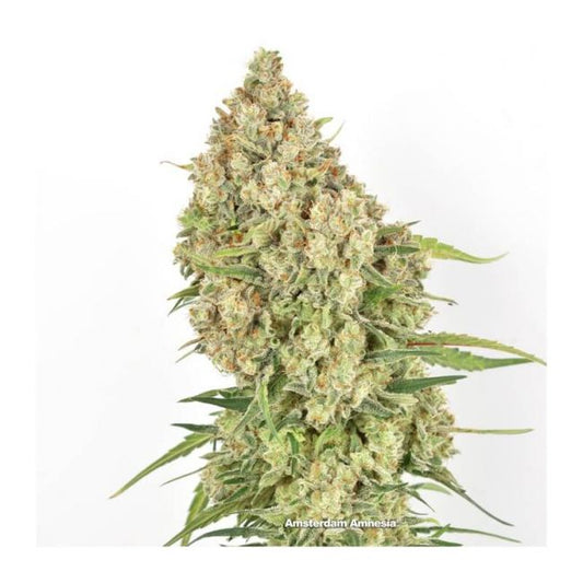 Dutch Passion Amsterdam Amnesia Feminised Seeds