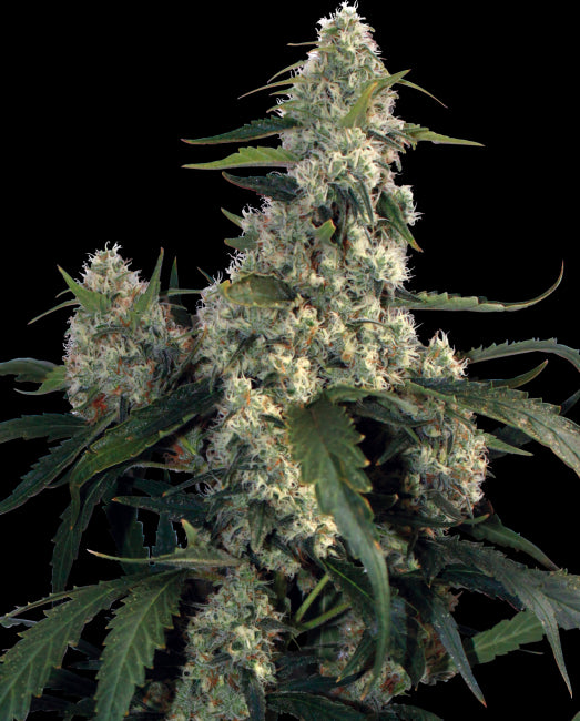 Buddha Seeds Quasar Feminised Seeds