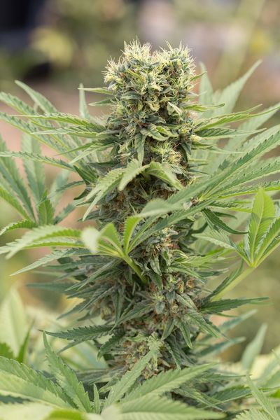 Humboldt Seed Org. Dedoverde Haze Feminised Seeds