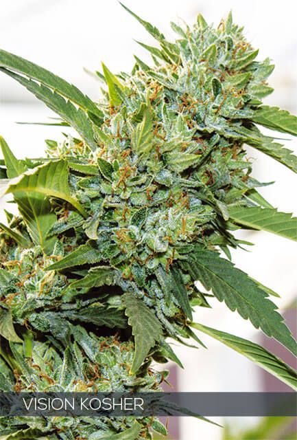 Vision Seeds Vision Kosher Feminised Seeds