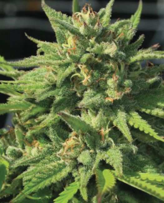 Humboldt Seed Co. Bigfoot Glue Feminised Seeds