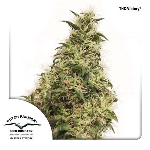 Dutch Passion THC-Victory Feminised Seeds