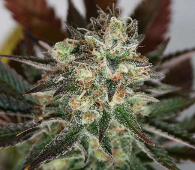 Lineage Genetics Devil's Mango Feminised Seeds