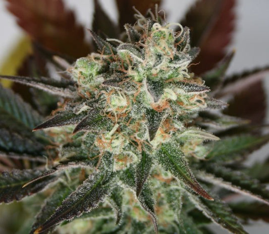 Lineage Genetics Devil's Mango Feminised Seeds