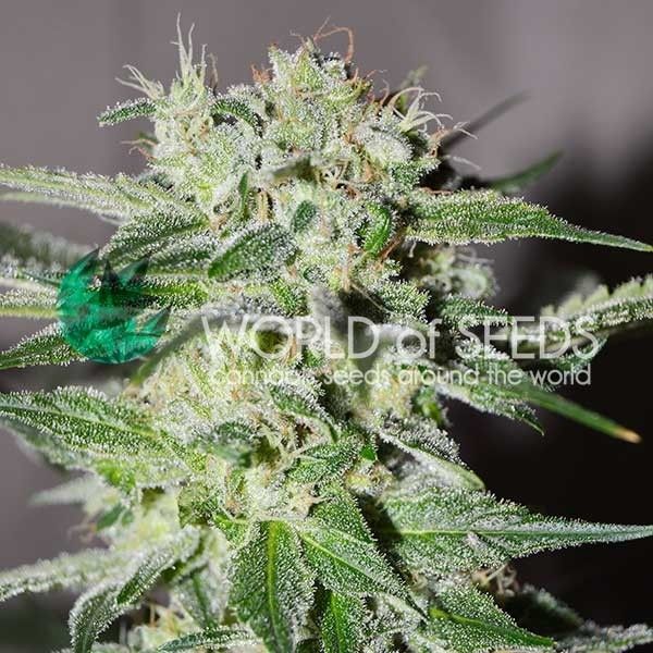 World of Seeds Pakistan Valley Early Harvest Feminised Seeds