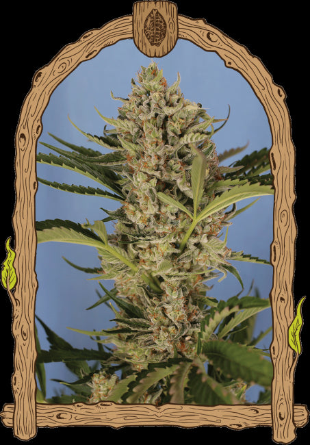 Exotic Seed Herz OG Auto Feminised Seeds