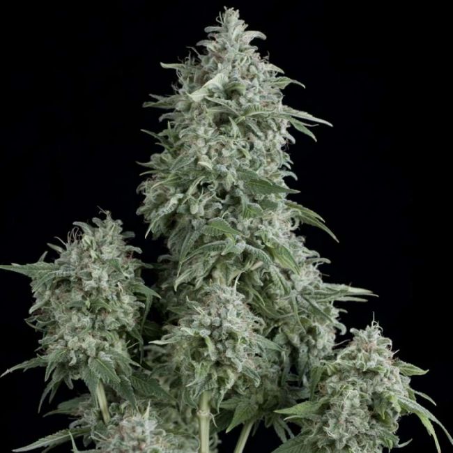 Pyramid Seeds Anubis Feminised Seeds