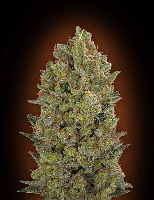 00 Seeds 00 Cheese Feminised Seeds