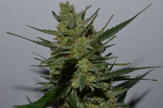 Lineage Genetics UK Blues Feminised Seeds