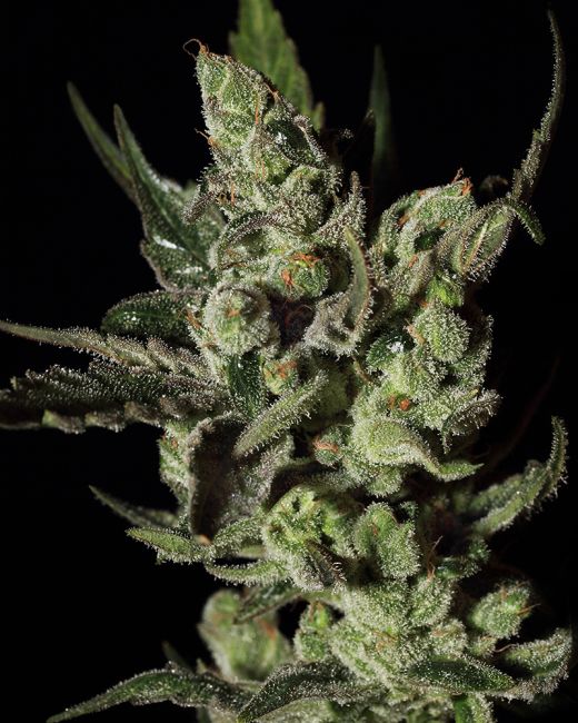 Greenhouse Seed Co. Exodus Cheese Feminised Seeds