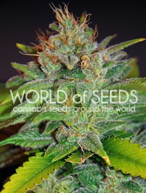 World of Seeds Skunk 47 Feminised Seeds