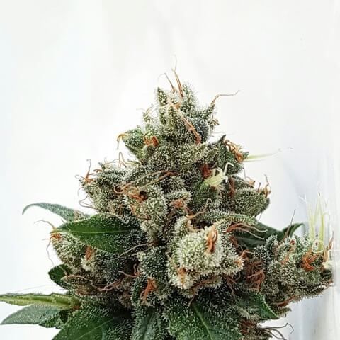 Expert Seeds Respect 4 Gorilla Feminised Seeds