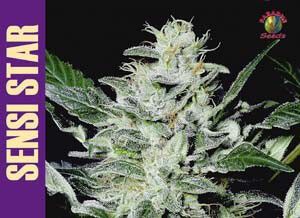 Paradise Seeds Sensi Star Feminised Seeds