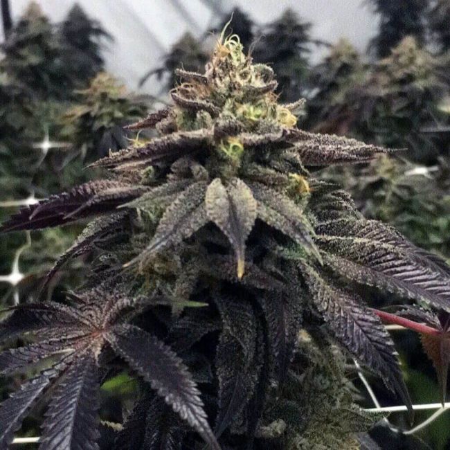 Pheno Finder Seeds StarCake Feminised Seeds