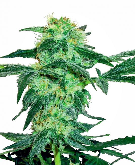 White Label Seed Company White Ice Feminised Seeds