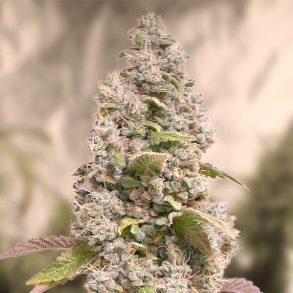 High Speed Buds Gorilla Cookies FAST Feminised Seeds