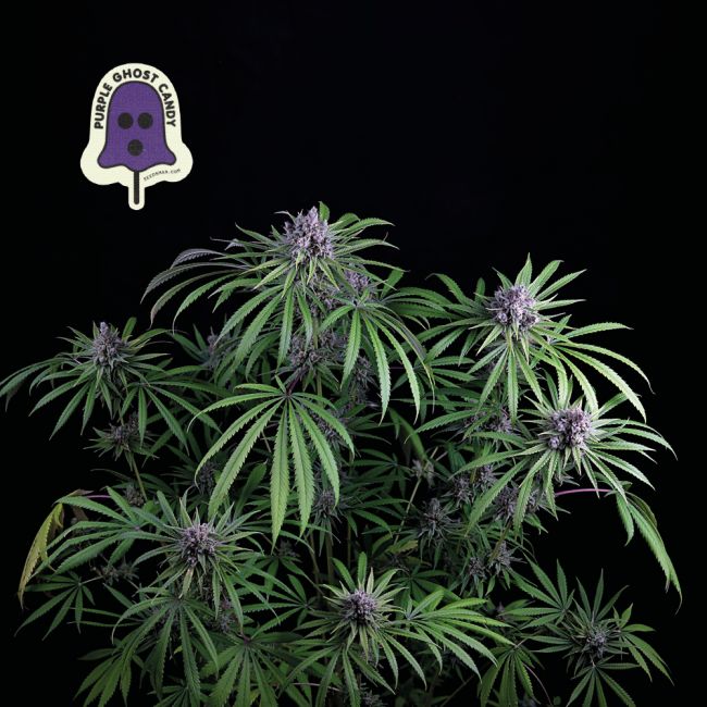 Seedsman Purple Ghost Candy Feminised Seeds