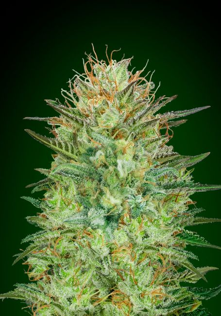 00 Seeds Sweet Critical Auto Feminised Seeds