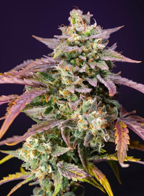 Sweet Seeds Purple Punch OG XL Auto Feminised Seeds