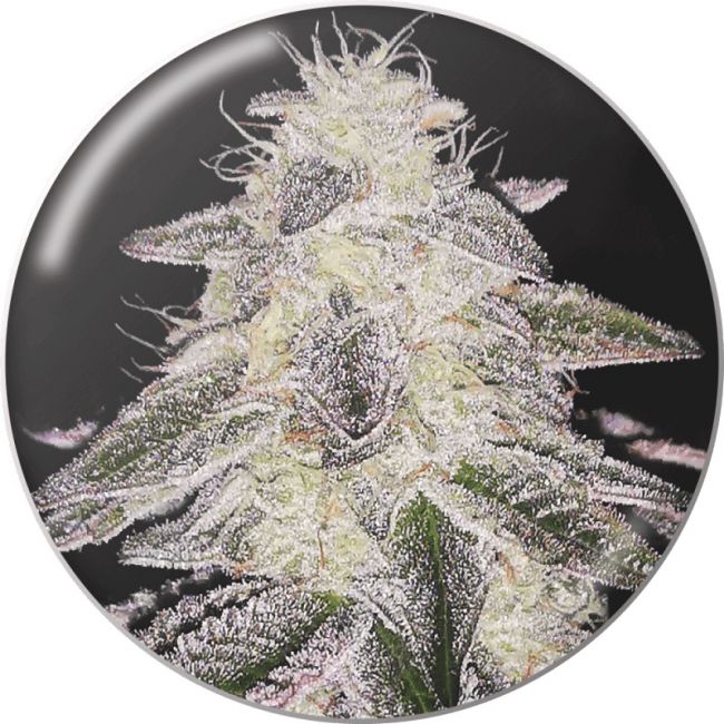 Medical Seeds Medical Runntz Feminised Seeds