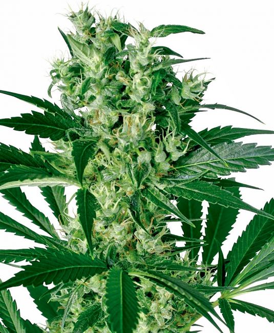 White Label Seed Company X - Haze Feminised Seeds