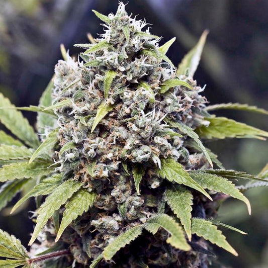 Female Seeds Pure AK Feminised Seeds