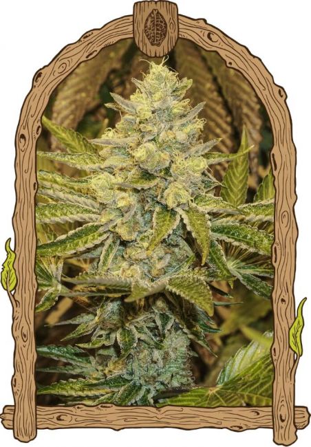 Exotic Seed Exotic Animal Feminised Seeds