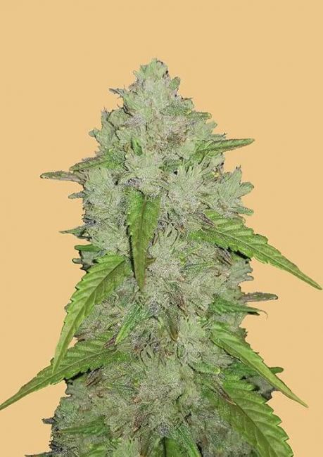 FastBuds Original Amnesia Haze Auto Feminised Seeds