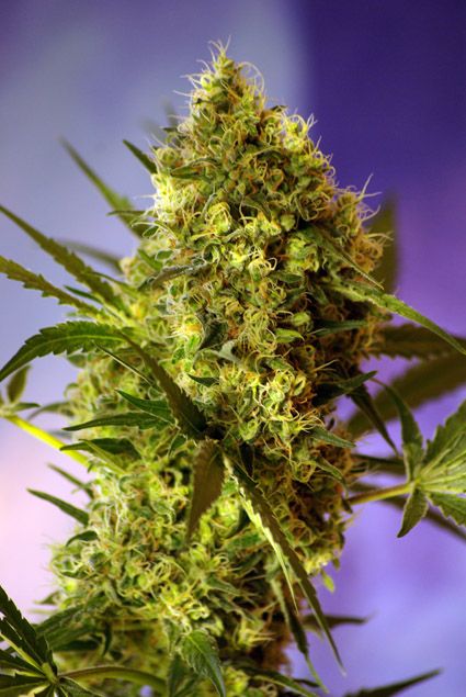 Sweet Seeds Big Devil #2 Auto Feminised Seeds