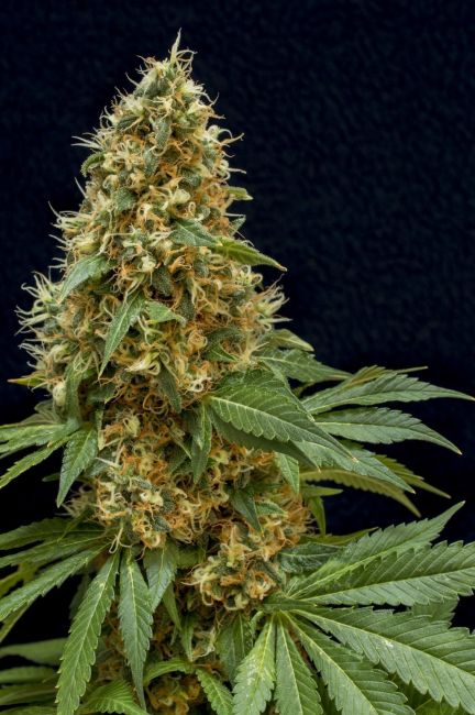 Lineage Genetics Dreamy Widow Feminised Seeds