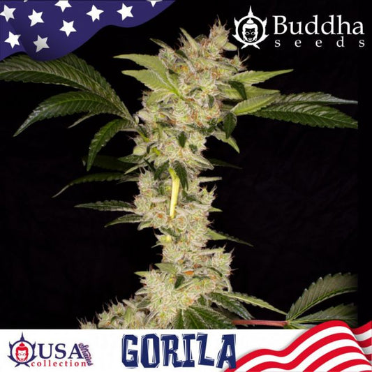 Buddha Seeds Gorila Feminised Seeds