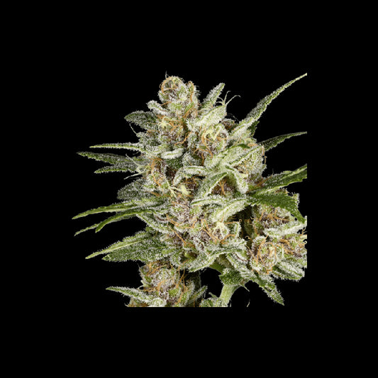 Super Sativa Seed Club Super Mad Sky Floater Feminised Seeds