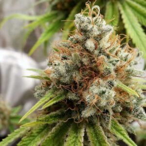 Bodhi Seeds Herer Hashplant Regular Seeds