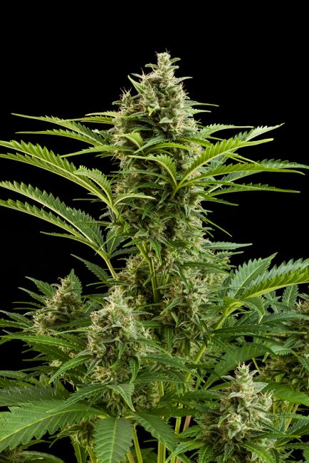 Buddha Seeds Vesta Auto Feminised Seeds