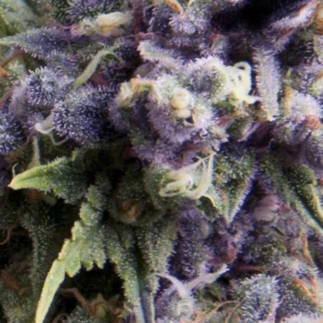 Pyramid Seeds Purple Auto Feminised Seeds