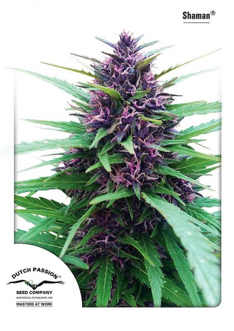 Dutch Passion Shaman Feminised Seeds