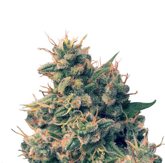 Ace Seeds Guawi Feminised Seeds