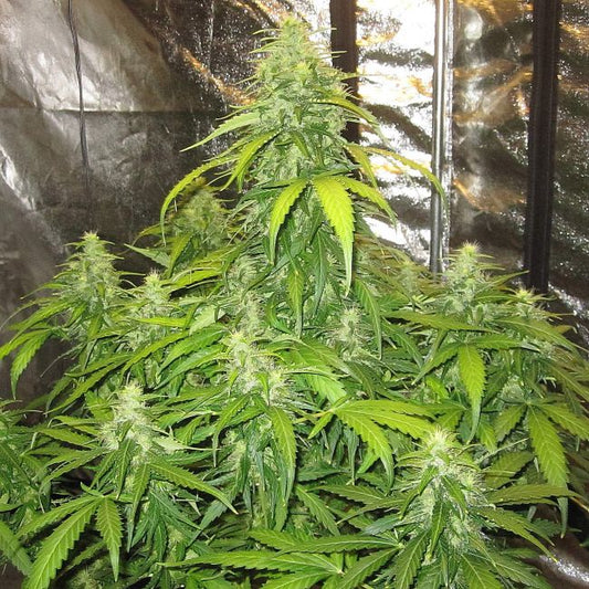 Doctor's Choice Devotchka Auto Feminised Seeds