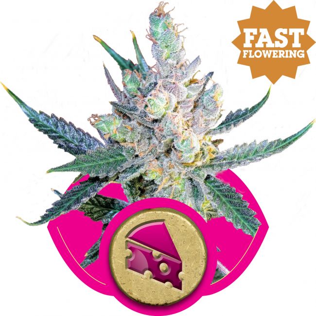 Royal Queen Seeds Royal Cheese FAST Version Feminised Seeds