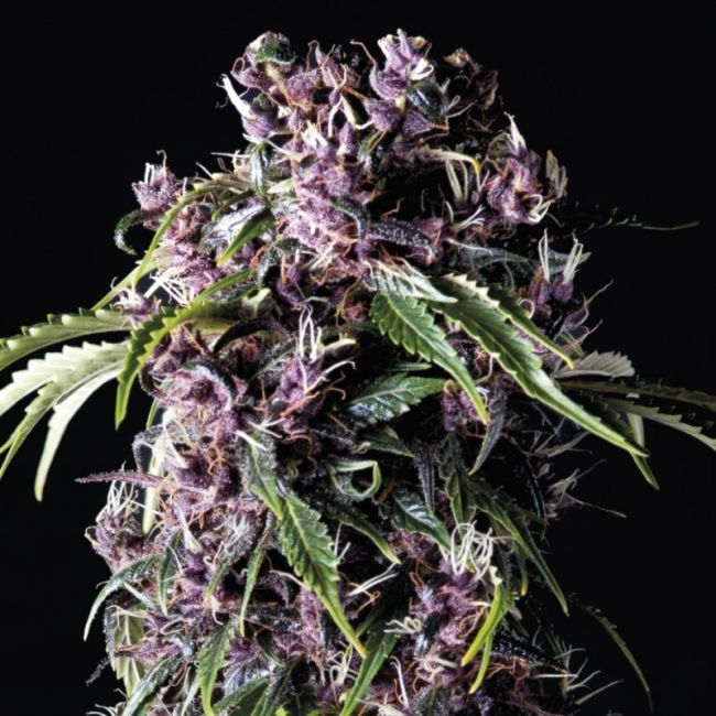 Pyramid Seeds Purple Feminised Seeds