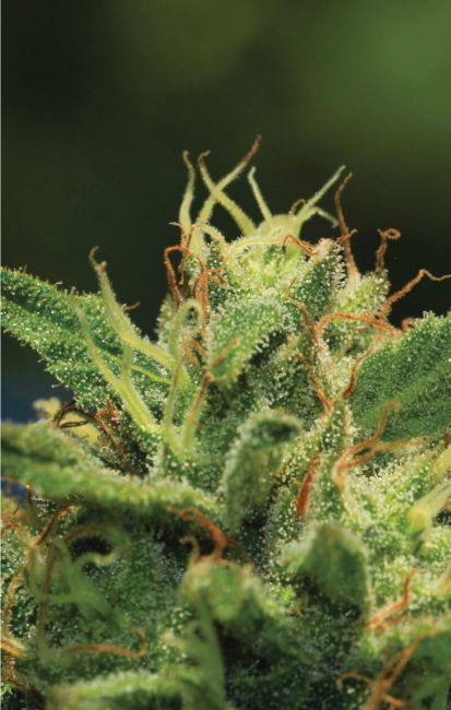 Humboldt Seed Co. Humboldt Sour Diesel Feminised Seeds