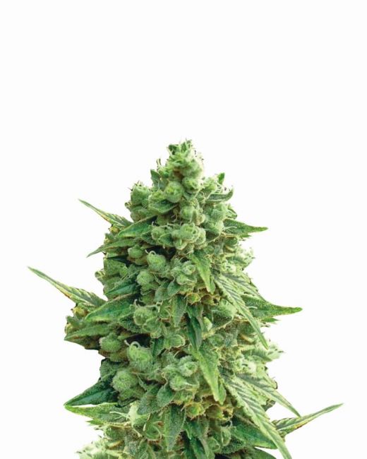 Nirvana Seeds Hawaii Maui Waui Auto Feminised Seeds