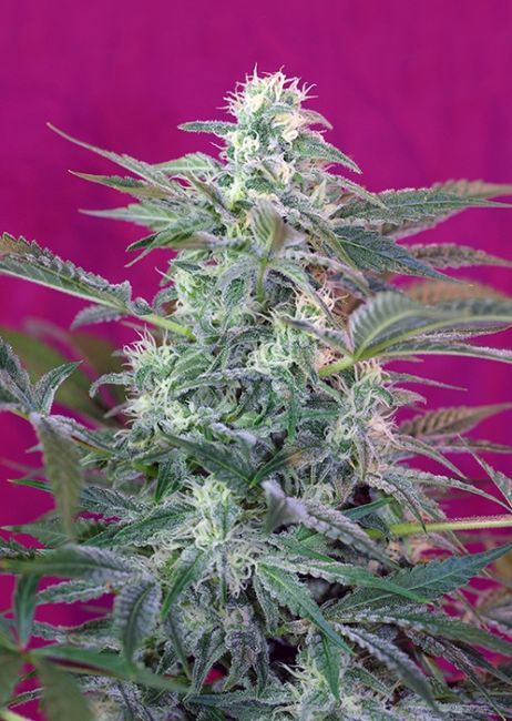 Sweet Seeds Big Foot Feminised Seeds