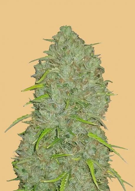 FastBuds Original Jack Herer Auto Feminised Seeds