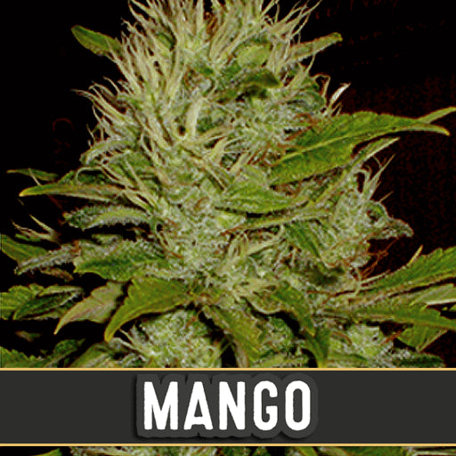 Blimburn Seeds Mango Feminised Seeds