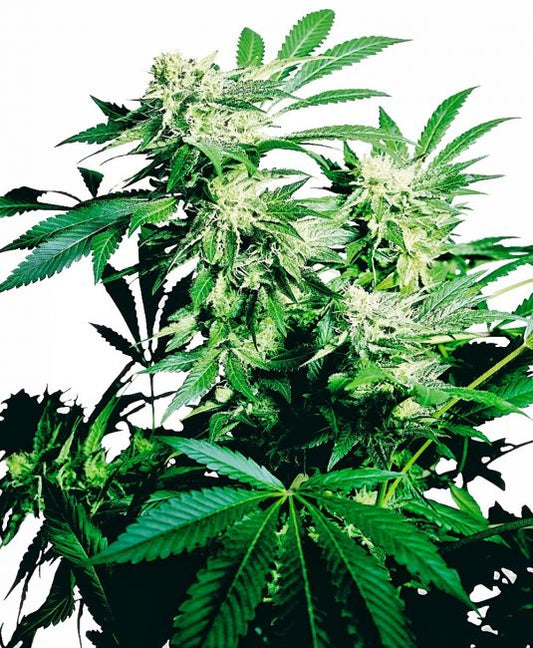 Sensi Seeds Skunk Kush Feminised Seeds