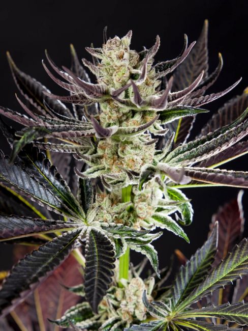 Philosopher Seeds Purple Punch x Do-Si-Dos Feminised