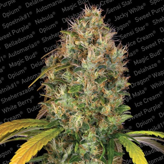 Paradise Seeds Dutch Kush Feminised Seeds