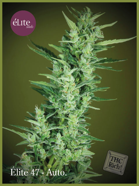 Elite Seeds Elite 47 Auto Feminised Seeds