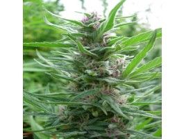 Ace Seeds Panama Regular Seeds